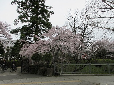 29入学桜
